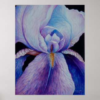 Purple Iris Watercolor Art Poster