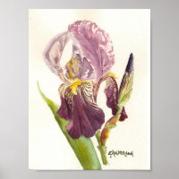 Purple Iris watercolor