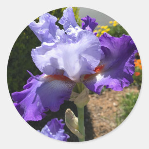 Purple Iris with Orange Beards Stickers