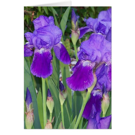 Purple Irises Birthday Card