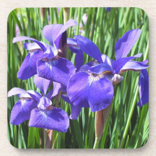 Purple Irises Coasters