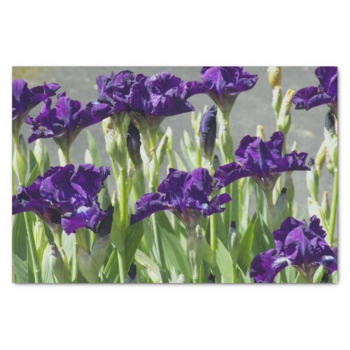 Image of Purple Irises Floral Tissue Paper