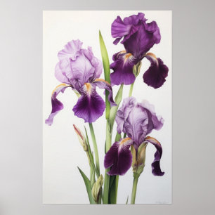 Purple Irises Flower Art Print Poster