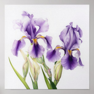 Purple Irises Flower Art Print Poster