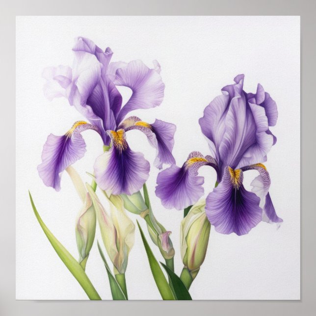 Purple Irises Flower Art Print Poster (Front)