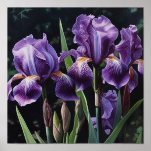 Purple Irises Flower Art Print Poster