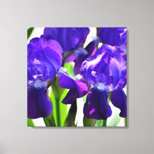 Purple Irises Iris Flower Canvas Print