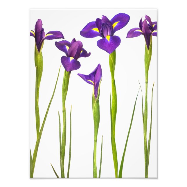 Purple Irises - Iris Flower Customised Template Photo Print (Front)