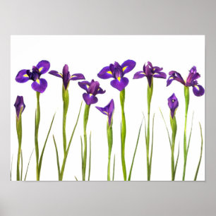 Purple Irises - Iris Flower Customised Template Poster