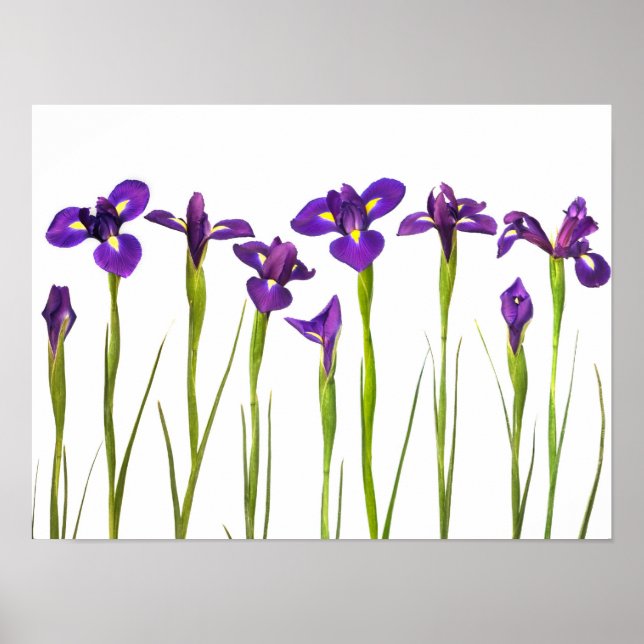 Purple Irises - Iris Flower Customised Template Poster (Front)