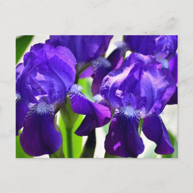 Purple Irises Iris Flower Postcard (Front)