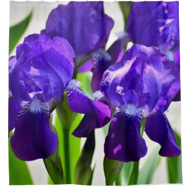 Purple Irises Iris Flower Shower Curtain (Front)