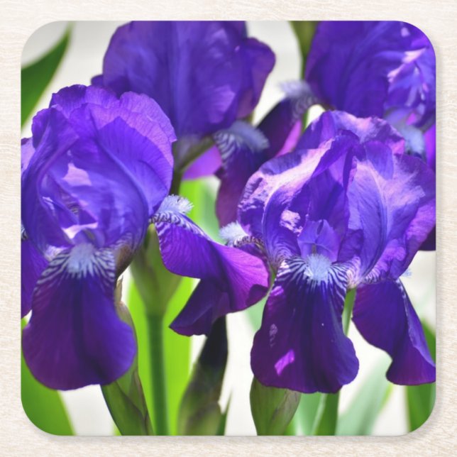 Purple Irises Iris Flower Square Paper Coaster (Front)