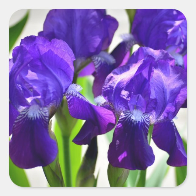 Purple Irises Iris Flower Square Sticker (Front)