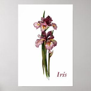 Purple Irises Personalised Poster