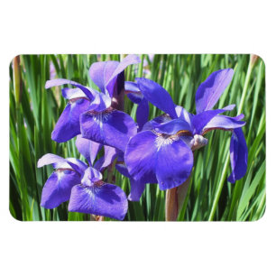 Purple Irises Photo Magnet