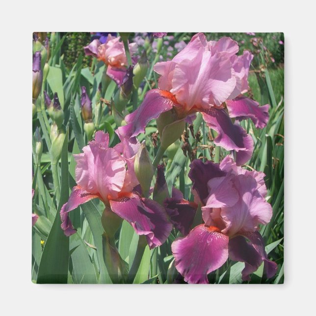 Purple Irises Spring Floral Magnet (Front)