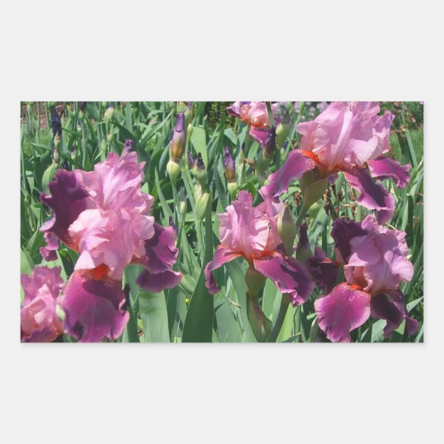 Purple Irises Spring Floral Rectangular Sticker (Front)