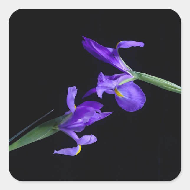 Purple Irises Sticker (Front)