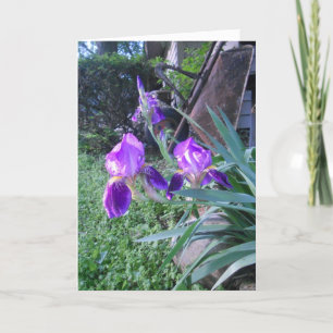"Purple Iris's" Easter Card