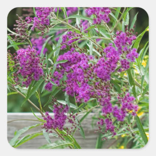 Purple Ironweed Wildflowers - Vernonia gigantea Square Sticker