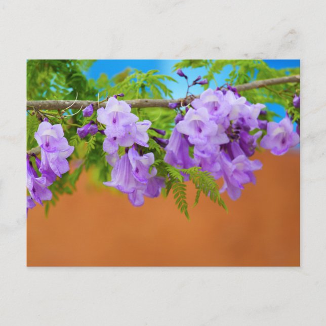Purple Jacaranda Flowers Postcard (Front)