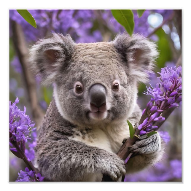 Purple Jacaranda Koala Bear, Photo Print (Front)