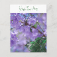 Purple Jacaranda Tree Flowers