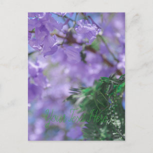 Purple Jacaranda Tree Flowers Postcard
