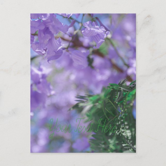 Purple Jacaranda Tree Flowers Postcard (Front)