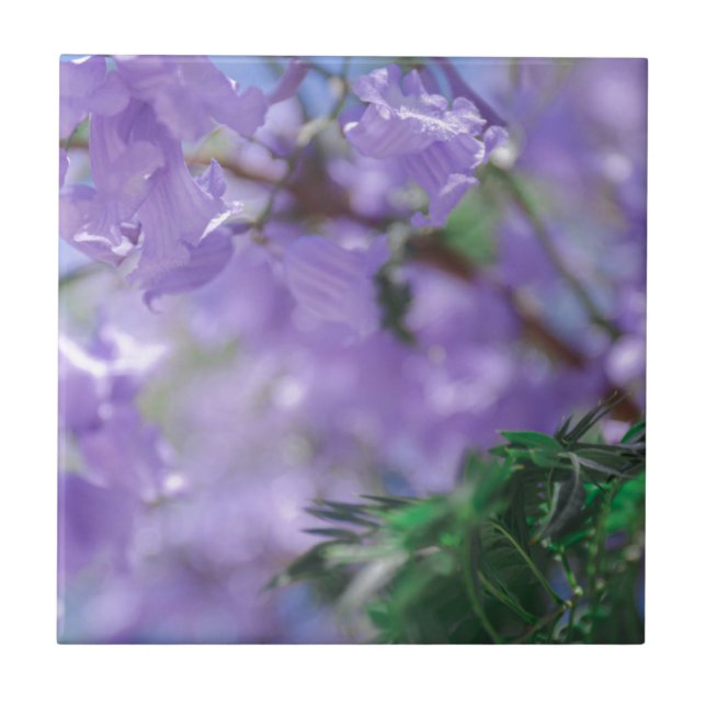 Purple Jacaranda Tree Flowers Tile (Front)