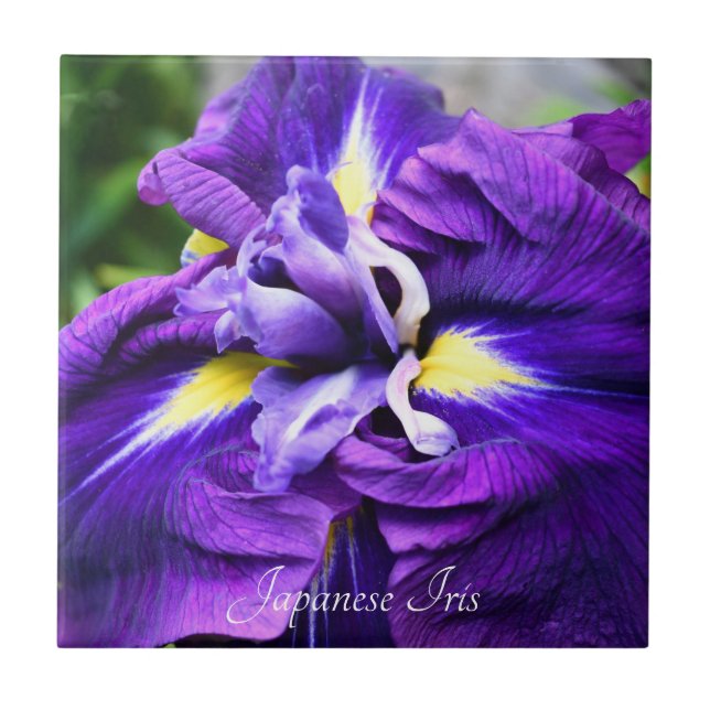 Purple Japanese Iris Bloom Floral Tile (Front)
