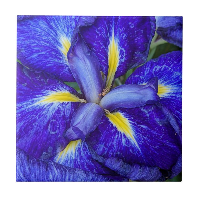 Purple Japanese Iris Floral Tile (Front)