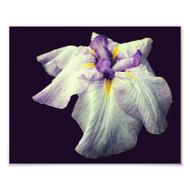Purple Japanese Iris Flower Close Up 8x10 Photo Print (Front)