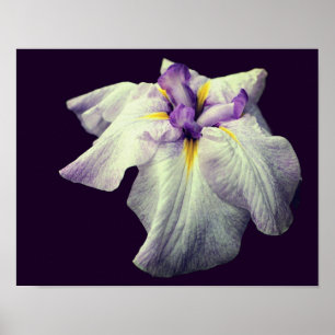 Purple Japanese Iris Flower Close Up  Poster