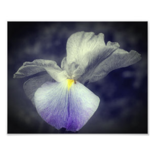 Purple Japanese Iris Flower Partial Color 8x10 Photo Print