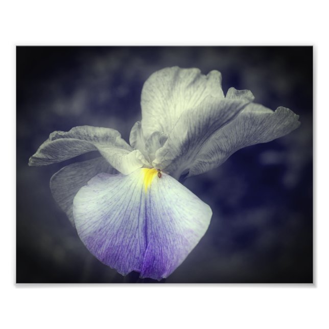 Purple Japanese Iris Flower Partial Colour 8x10 Photo Print (Front)