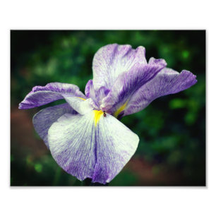 Purple Japanese Iris Flower Unfolding 8x10 Photo Print