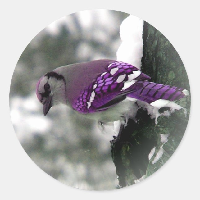 Purple Jay Bird Stickers (Front)