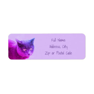 Purple Kitty Cat