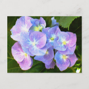 Purple lace cap hydrangeas postcard