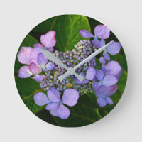 Purple Lacecap Hydrangea