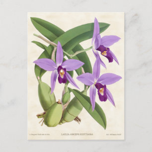 Purple Laelia Orchid Vintage Botanical Postcard