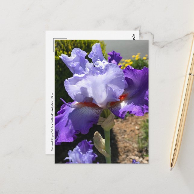 Purple & Lavender Bearded Iris Postcard (Front/Back In Situ)