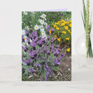 Purple Lavender & Daisy Flower Floral Greetings Card