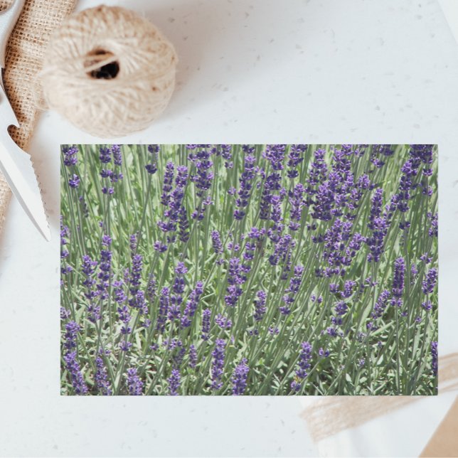 Purple Lavender Fields Floral Tissue Paper (In Situ)