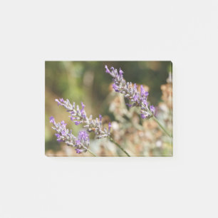 Purple lavender flower in a garden during summer p post-it notes