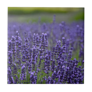 Purple lavender meadow tile