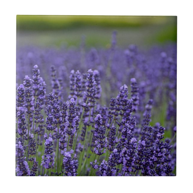 Purple lavender meadow tile (Front)