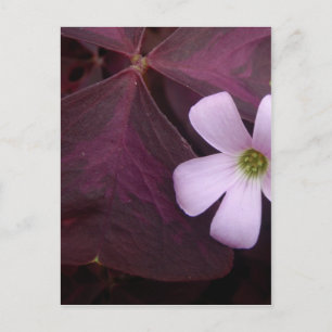 Purple Leaf Shamrock Flower Postcard